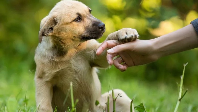 Pichichos longevos: nuevo fármaco promete extender la vida de los perros