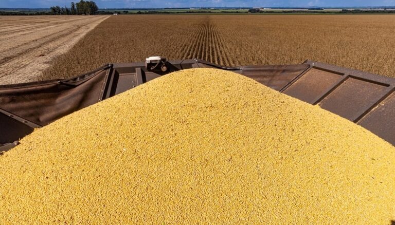 Soja argentina: el hallazgo científico que puede abrir nuevas oportunidades comerciales